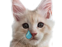 :chat_pleure: