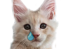 :chat_pleure: