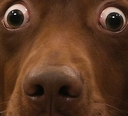 :teddielonzoomzoom: