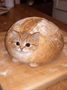 :Chat-pain: