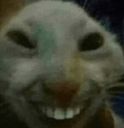 :chat_ahi:
