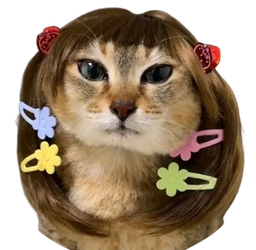 :Chat_barette: