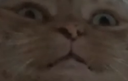 :chatounait: