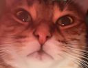 :chatzoom5: