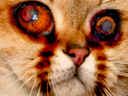 :sodium_cauchemar: