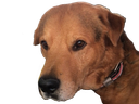 :chienlapin2: