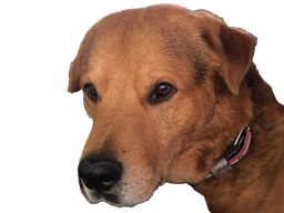:chienlapin2: