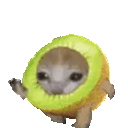 :chat_kiwi_court_v2: