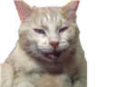:bourree: