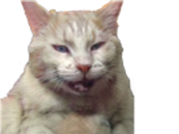 :bourree: