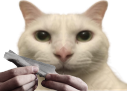 :Connerie_de_chat: