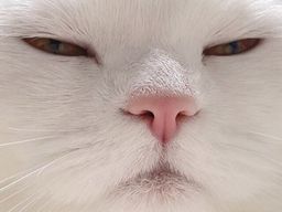 :chatenerve:
