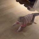 :catf: