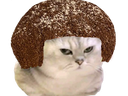 :chat_tetedenegre: