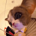 :Chatcopterre_300: