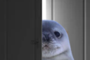 :Phoque_porte: