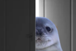 :Phoque_porte: