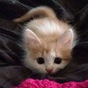 :Chat_copain_bebe_mignon_: