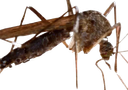 :moustique2:
