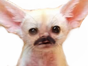 :chien_moustache: