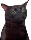 :Chatnoir: