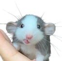 :rat_mignon_oreille: