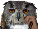 :hibou_depressif: