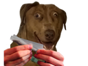 :Teddi-weed: