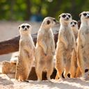 Suricate