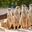 Photo de profil de Suricate