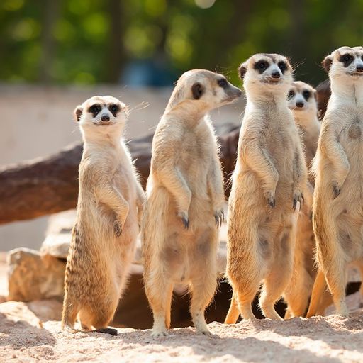 Suricate