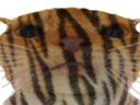 :chaktigre: