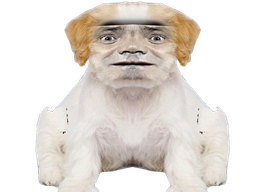 :Chien_Bourdon_Symetrie_Atroce: