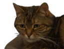 :Chatdepite: