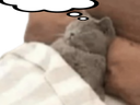 :Chador_reverie: