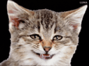 :cat_silly_animated: