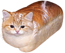 :Chat_pain_de_mie: