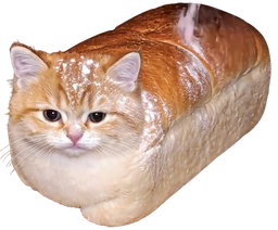 :Chat_pain_de_mie: