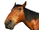 :cheval_: