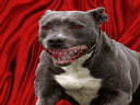 :lechienlelite2:
