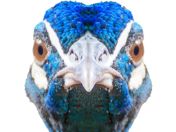 :Paon_miroir: