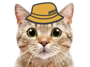 :Chapexbob: