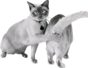 :chatcul: