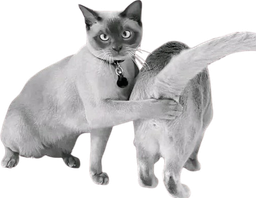 :chatcul: