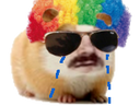 :hamster_perruque_triste: