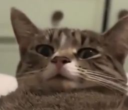 :chat_wtf_3: