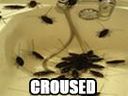 :croused_cafard: