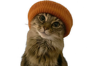 :chathipster: