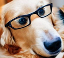 :goldenzoom: