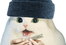 :cattox1: